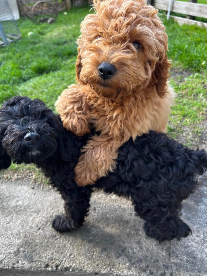 Cavapoo hvalpe 4 mdr