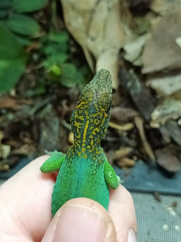 Øgle, Anole