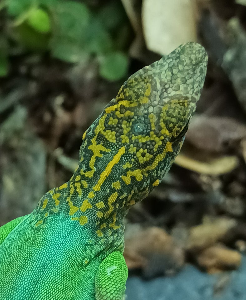 Øgle, Anole