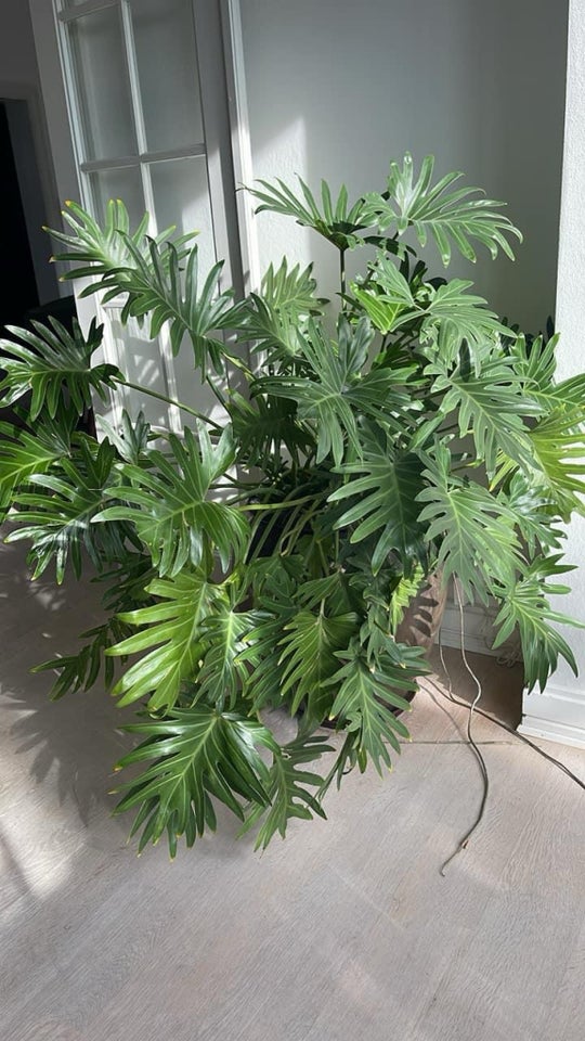 Stueplante  Philodendron/