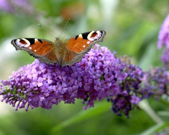 Buddleja  Sommerfuglebusk 30 - 40