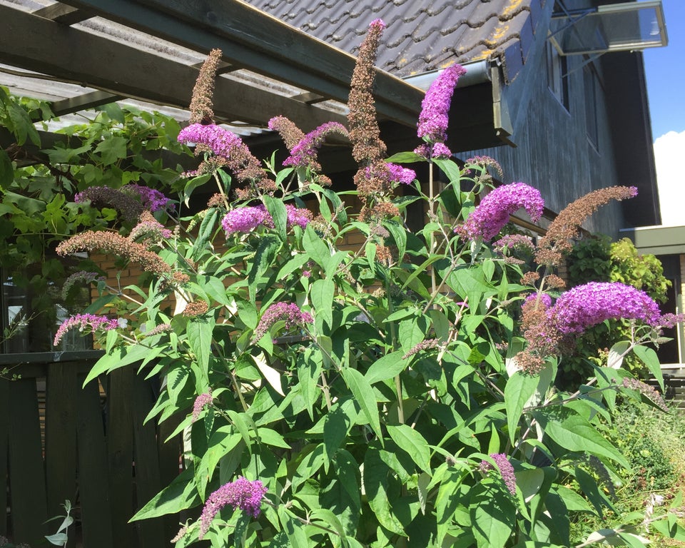 Buddleja  Sommerfuglebusk 30 - 40