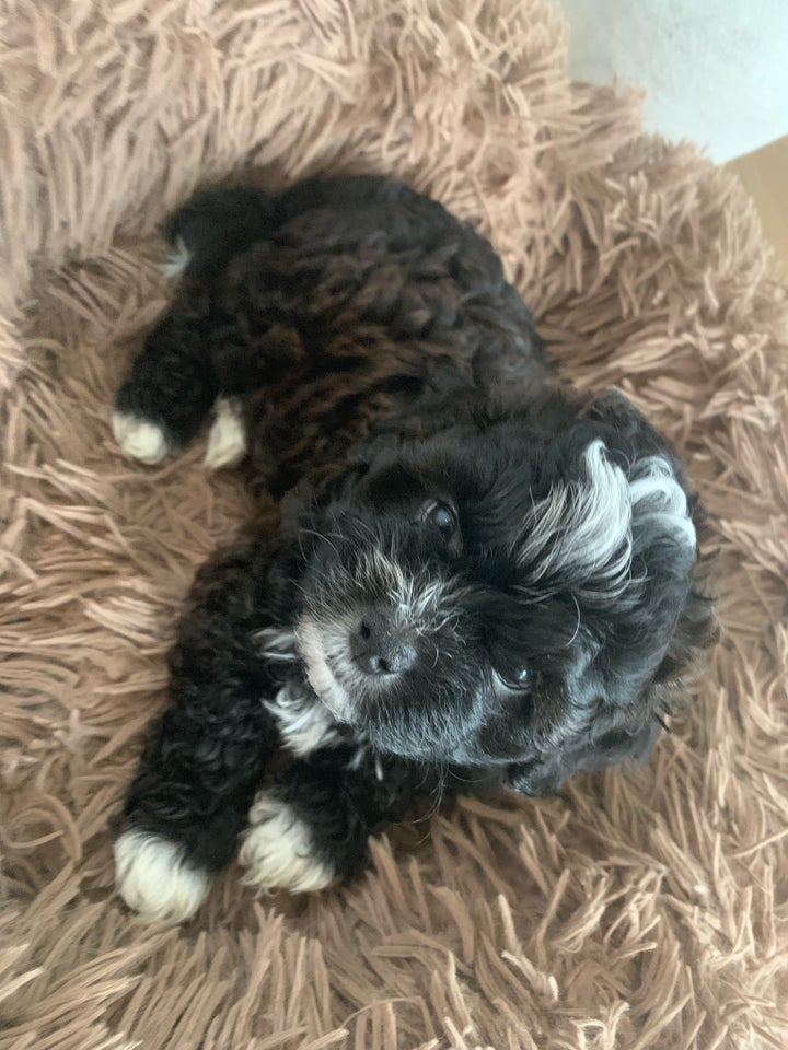 Shihpoo, hvalpe, 7 uger