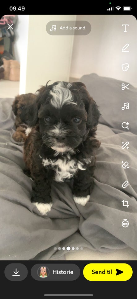 Shihpoo, hvalpe, 7 uger