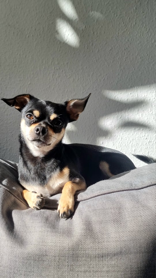 chihuahua, hund, 2 år