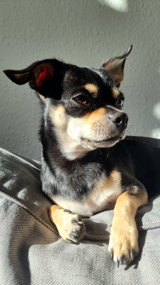 chihuahua, hund, 2 år