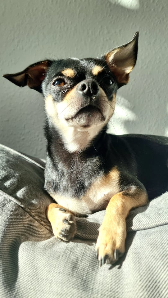 chihuahua, hund, 2 år