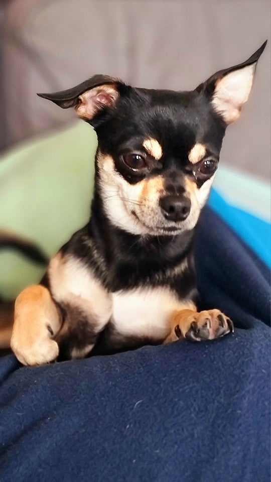 chihuahua, hund, 2 år