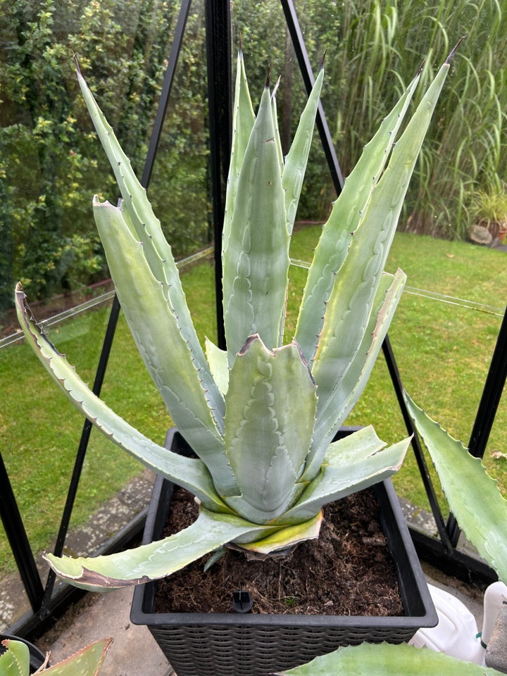 Kaktus Agave