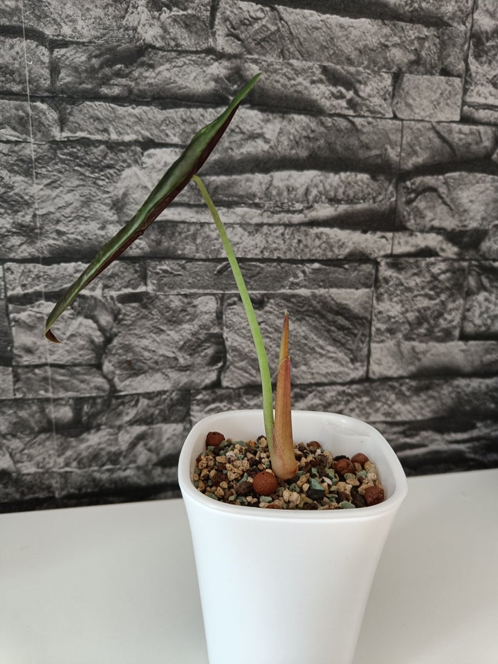 Alocasia Cuprea variegata