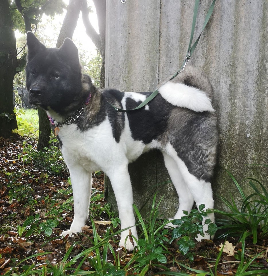 American Akita , hund, 12 mdr.