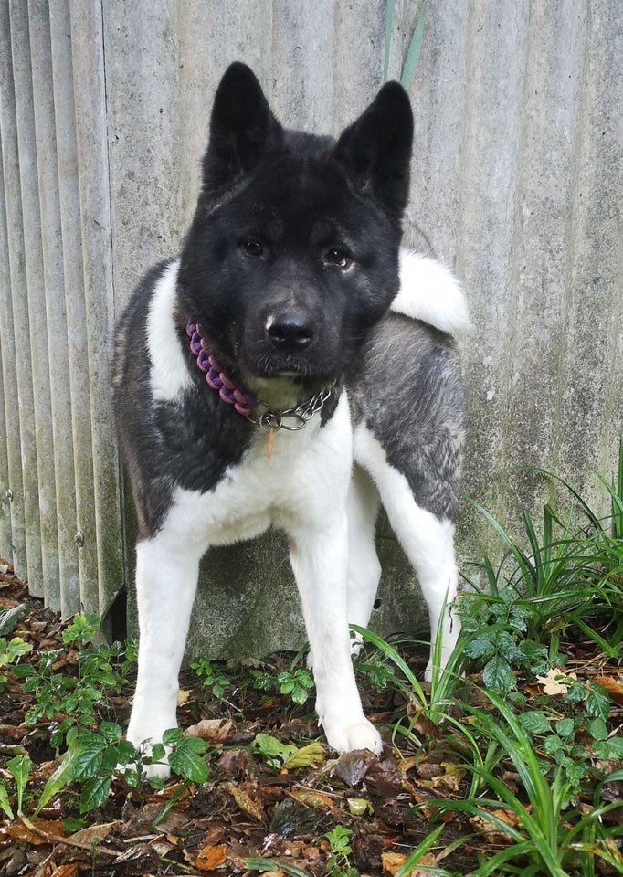 American Akita , hund, 12 mdr.