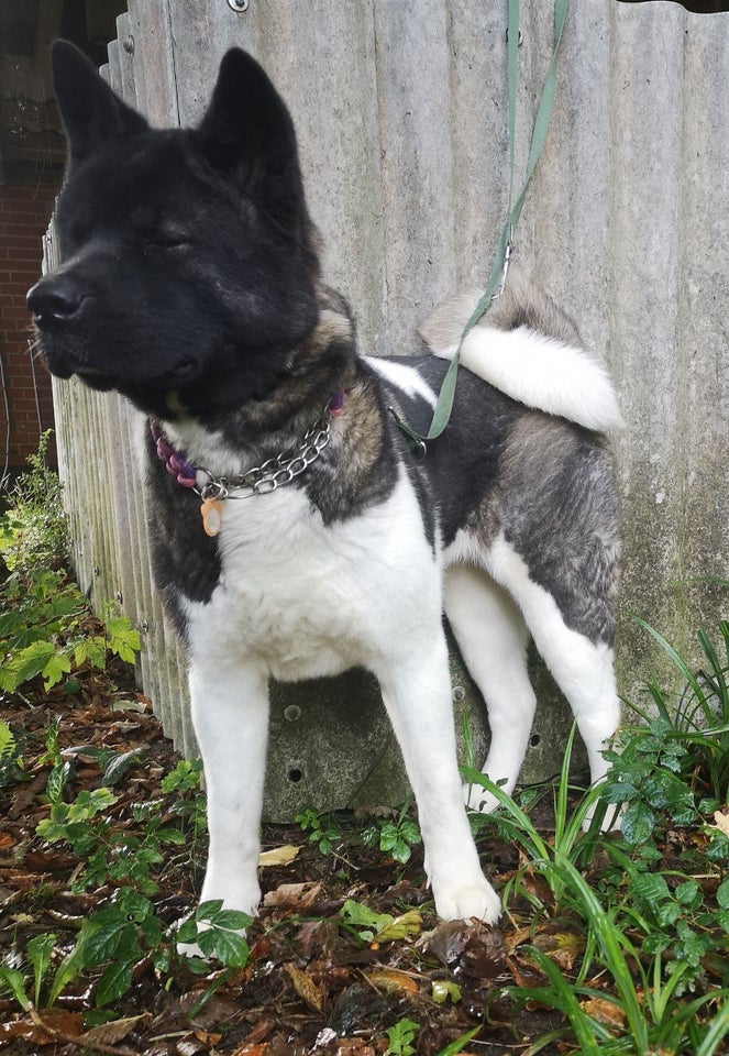 American Akita , hund, 12 mdr.