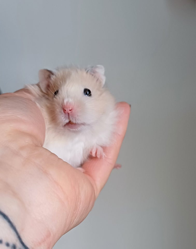 Hamster Guldhamster 0 år