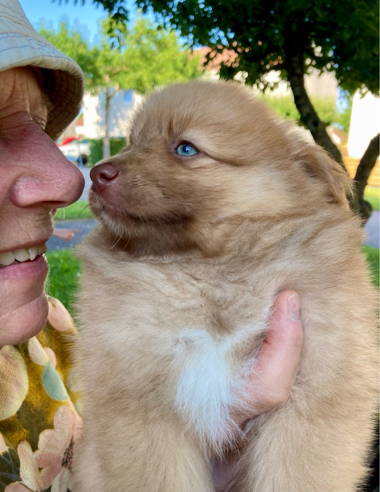 Pomsky/Mini Aussie/Mittelspitz