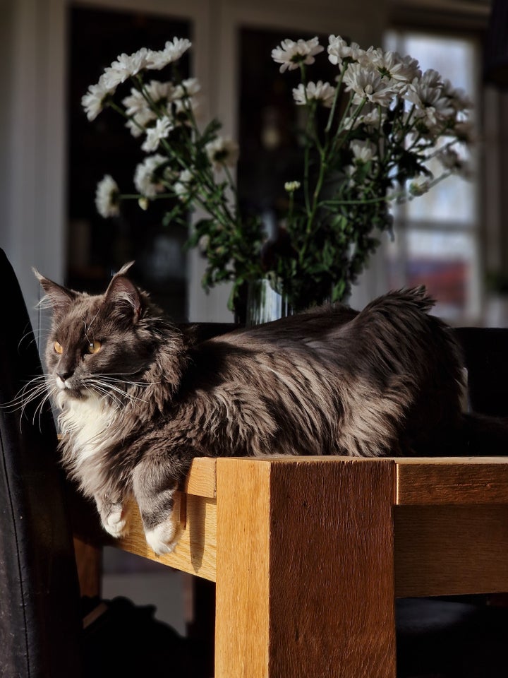 Hankat Maine coon 12 mdr