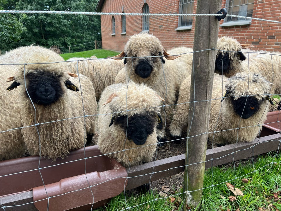 Vædderlam Valais Blacknose  3