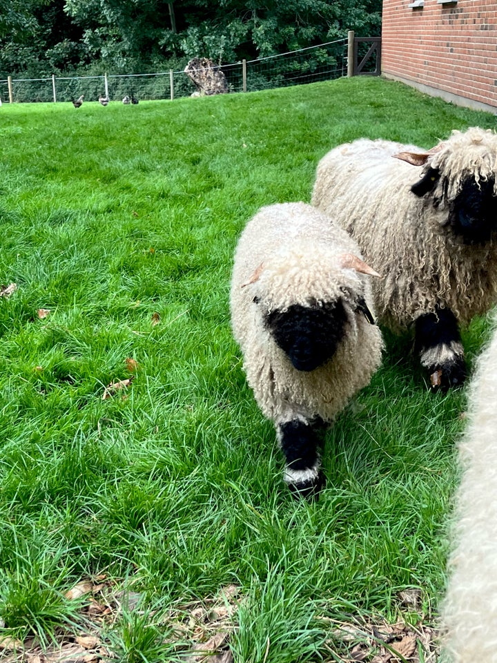 Vædderlam Valais Blacknose  3