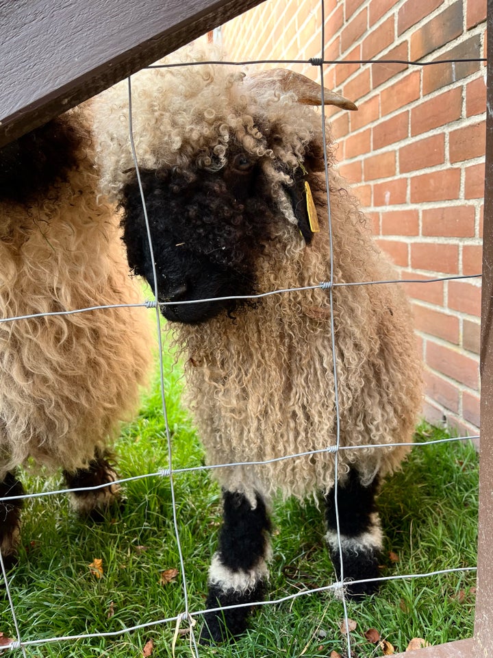 Vædderlam Valais Blacknose  3