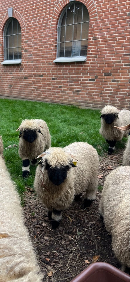 Vædderlam Valais Blacknose  3