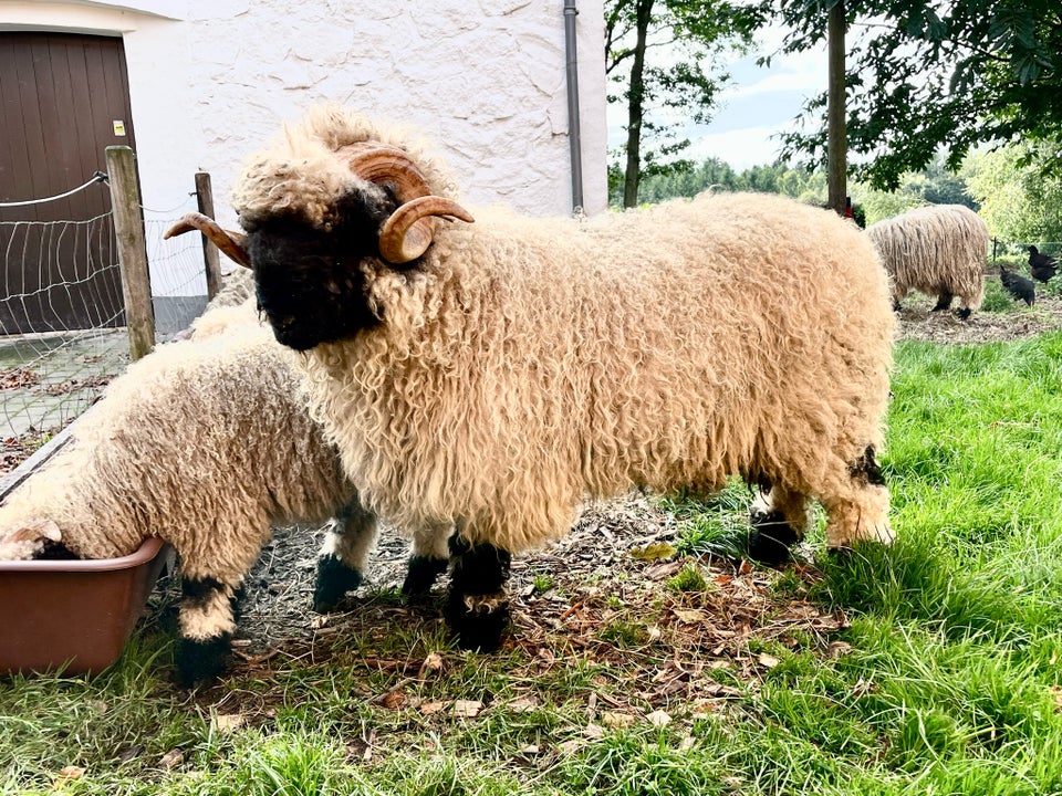 Vædderlam Valais Blacknose  3