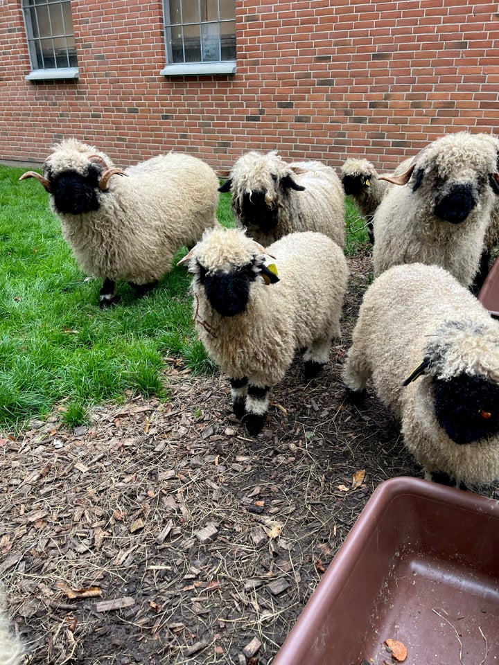 Vædderlam Valais Blacknose  3