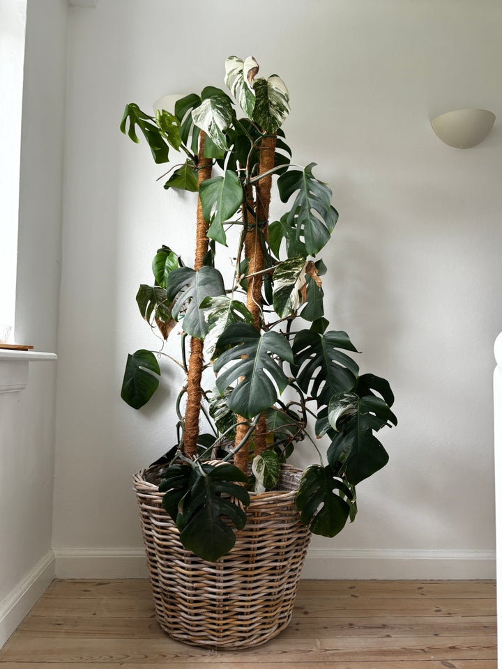 Monstera  Variegata