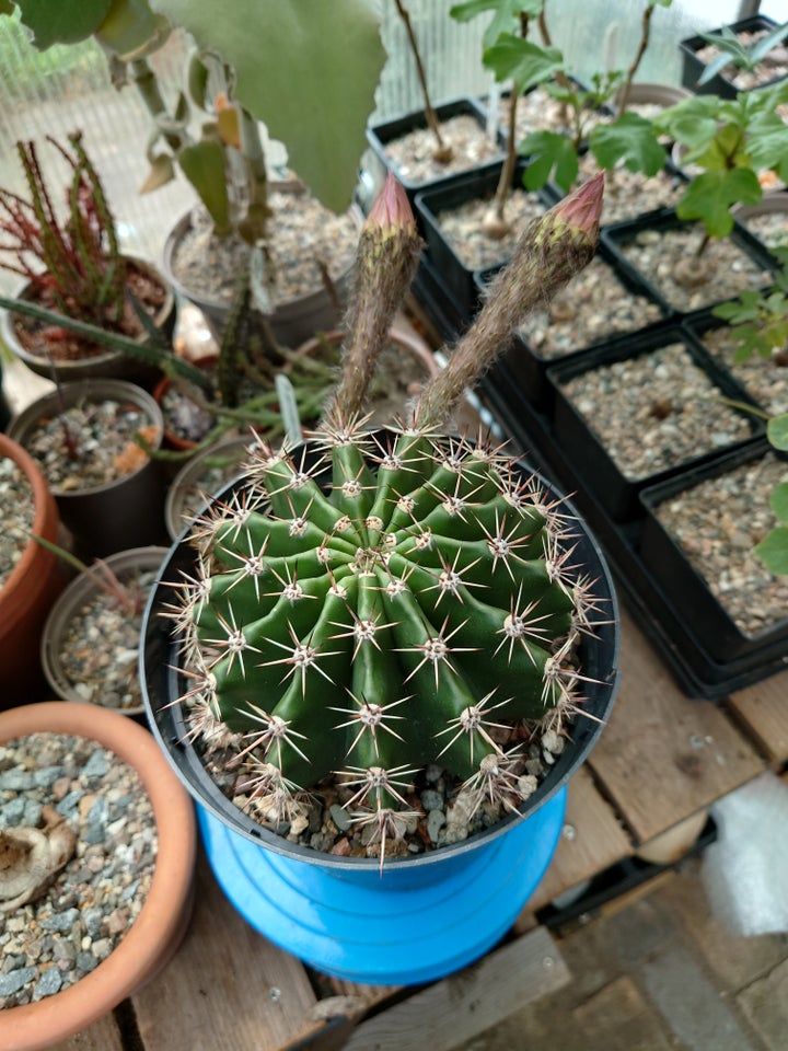 Kaktus Echinopsis hybrid