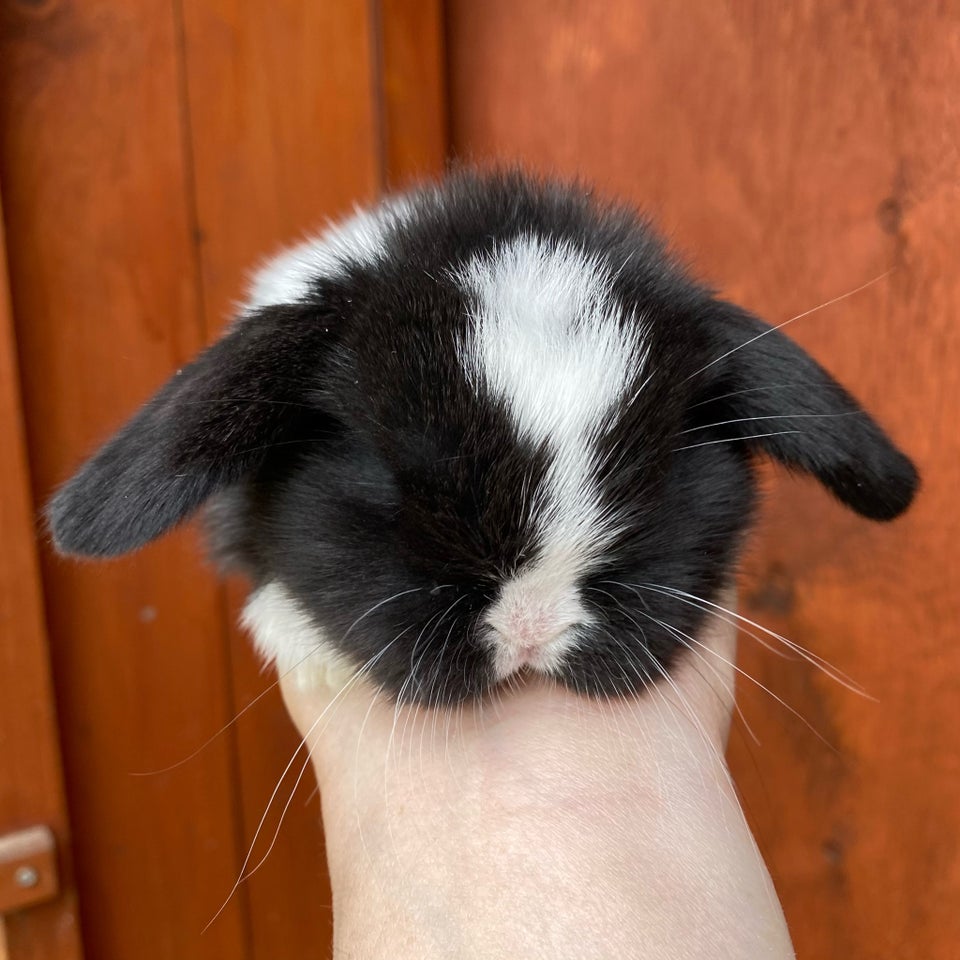 Kanin Mini Lop DRENG 0 år