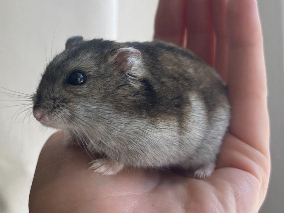 Hamster Dværghamster  0 år