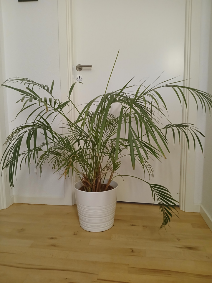 Plante, Bambusplante