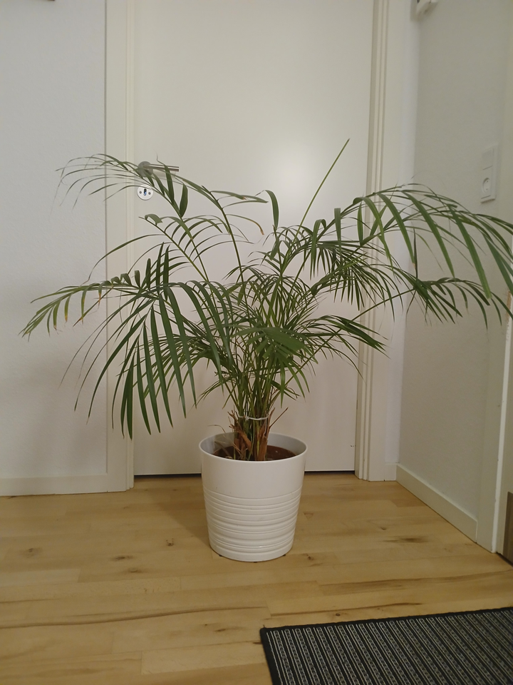 Plante, Bambusplante