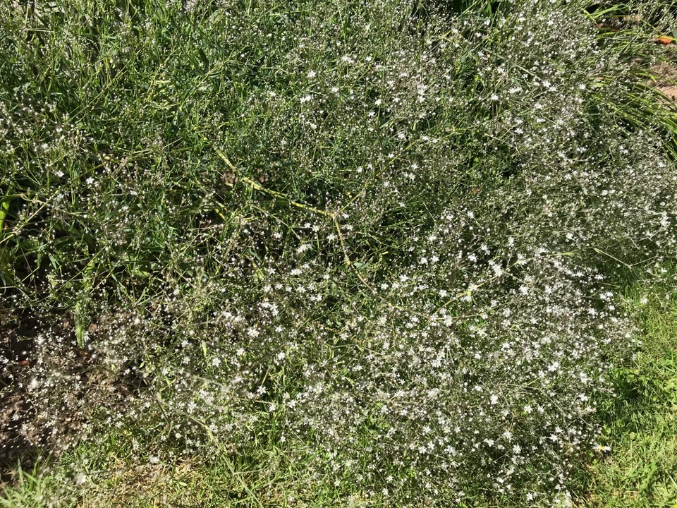 Staude / brudeslør plante