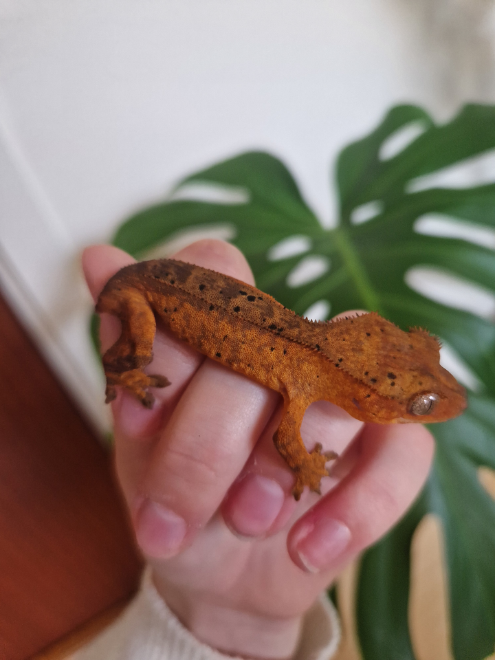 Gekko, Kronegekko