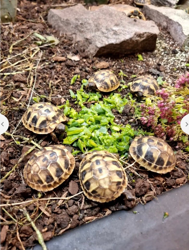 Skildpadde, Græsk landskildpadde