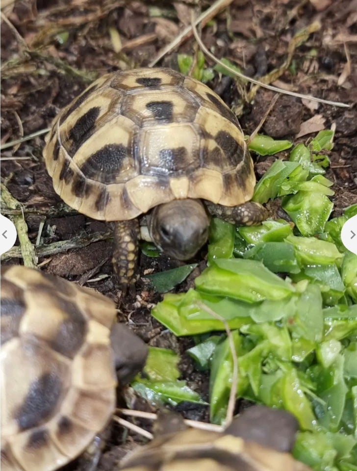 Skildpadde, Græsk landskildpadde