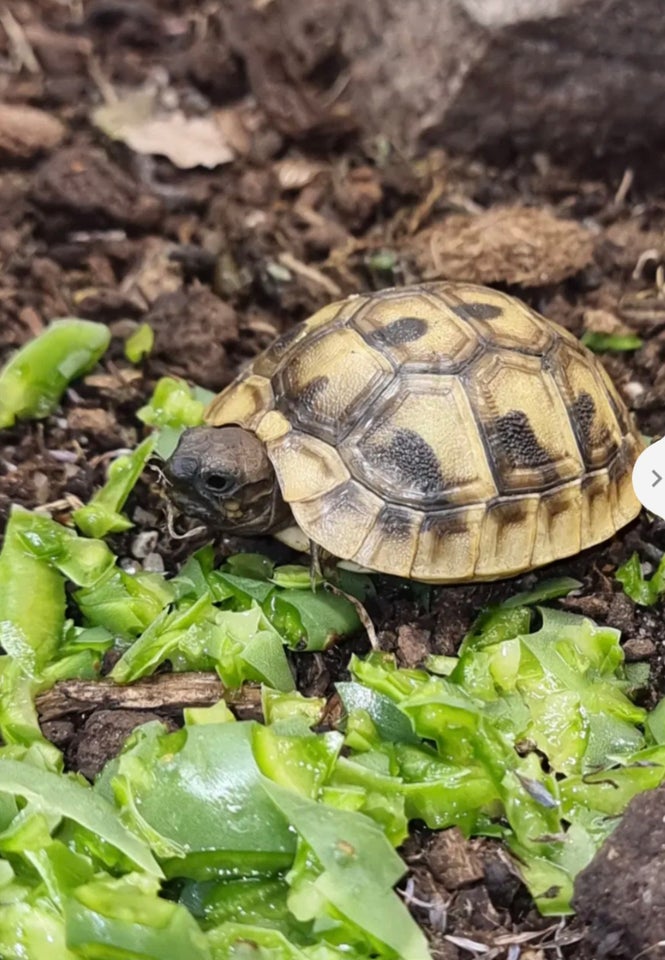 Skildpadde, Græsk landskildpadde