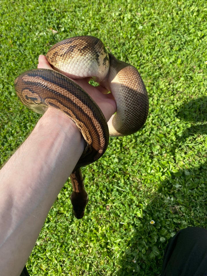 Slange Ball Python Black Pewter