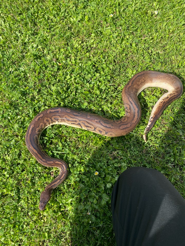 Slange Ball Python Black Pewter