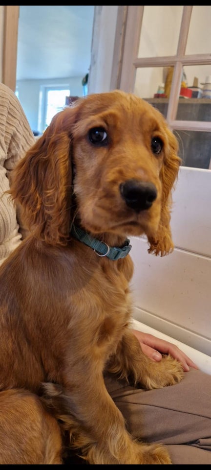 Engelsk Cocker spaniel, hvalpe, 5