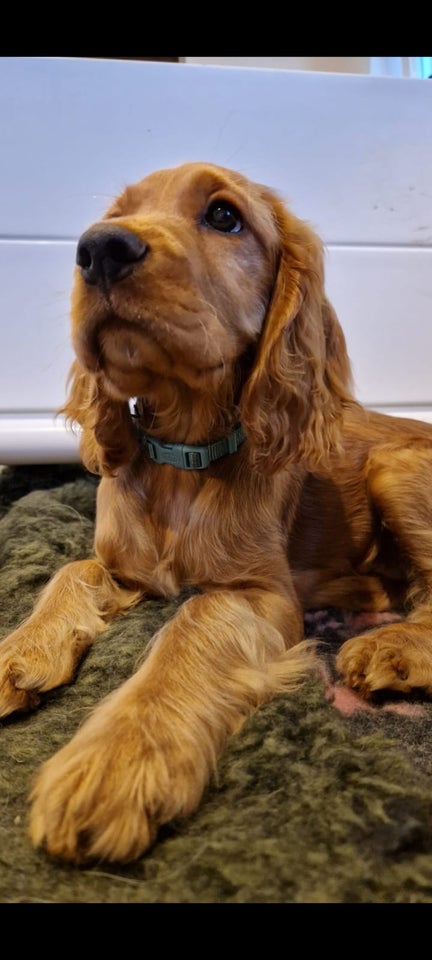 Engelsk Cocker spaniel, hvalpe, 5