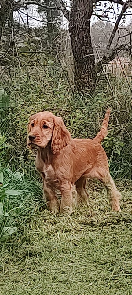 Engelsk Cocker spaniel, hvalpe, 5