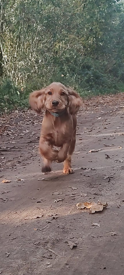 Engelsk Cocker spaniel, hvalpe, 5