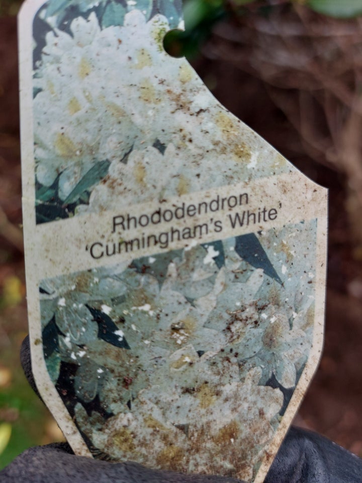 Rodendendron, Cunninghams white