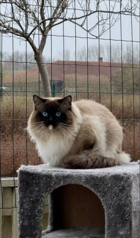 Hankat Ragdoll 4 år