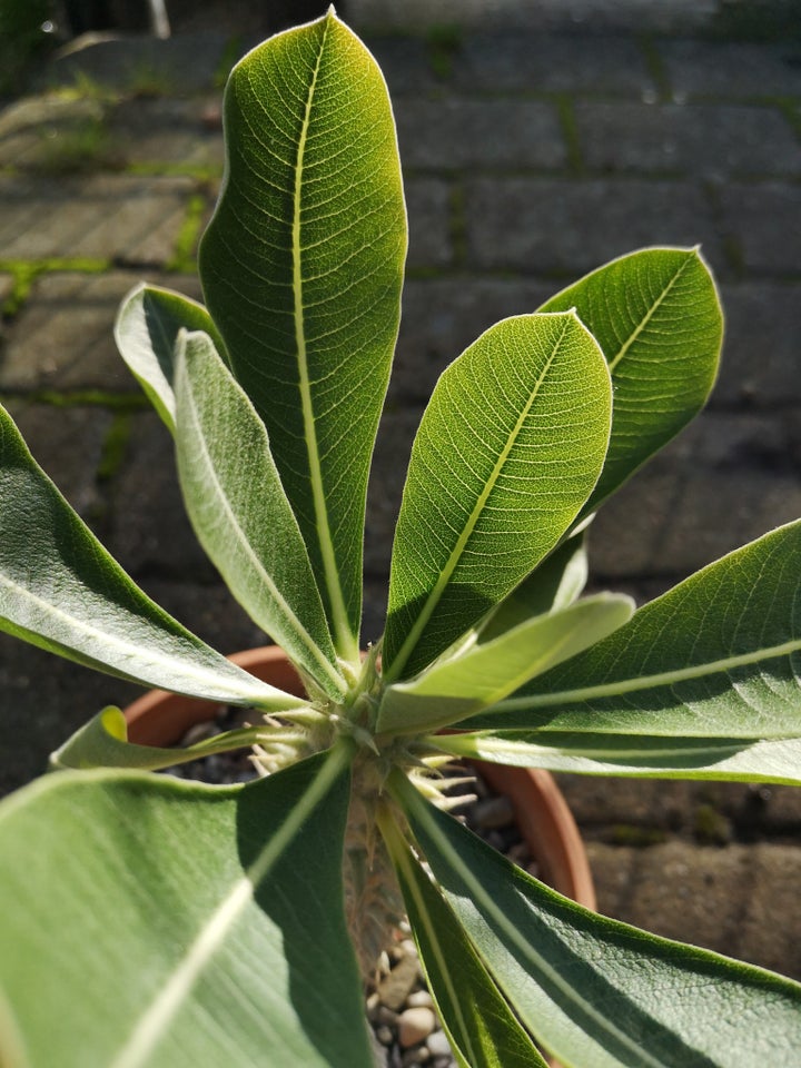 Sukkulent, Pachypodium