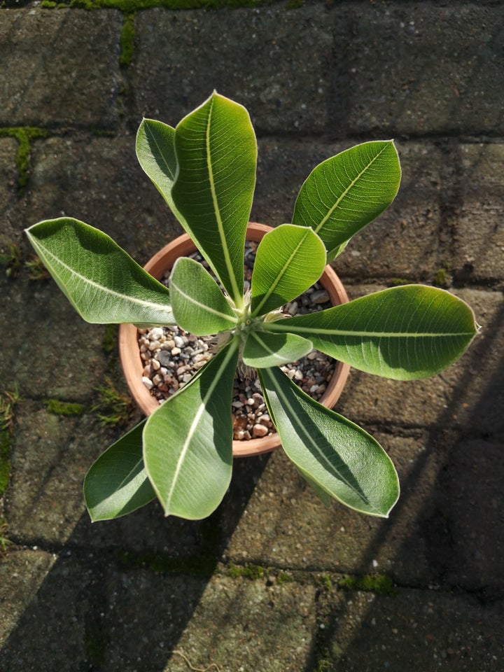 Sukkulent, Pachypodium