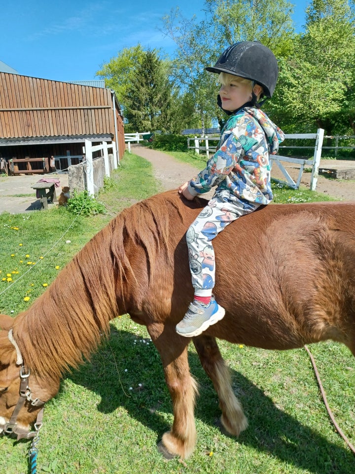 Islænder, hoppe, 9 år