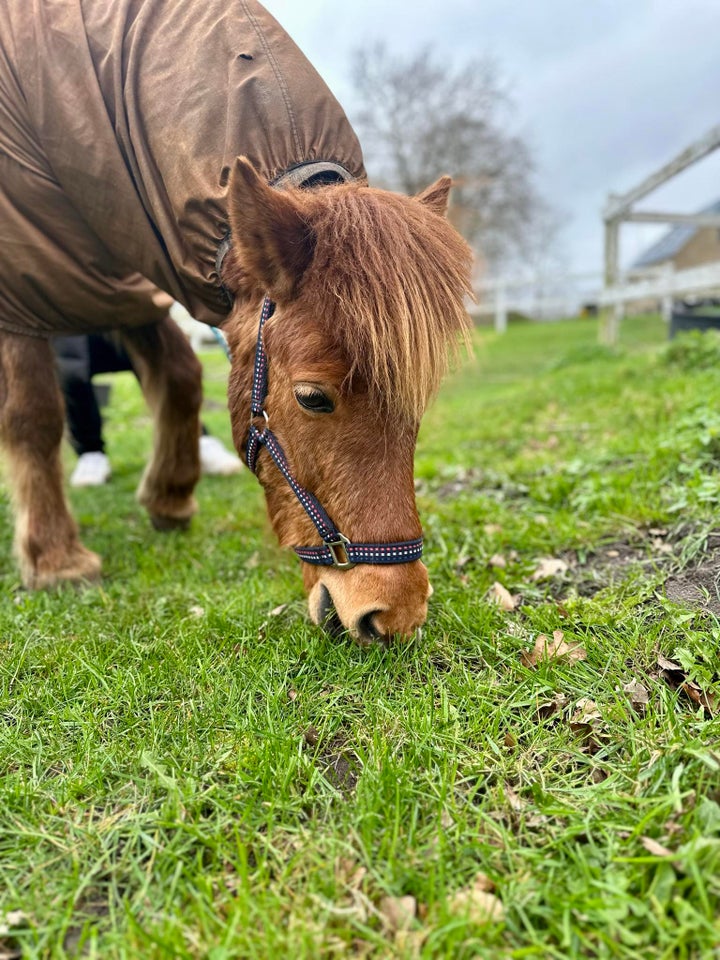 Islænder, hoppe, 9 år