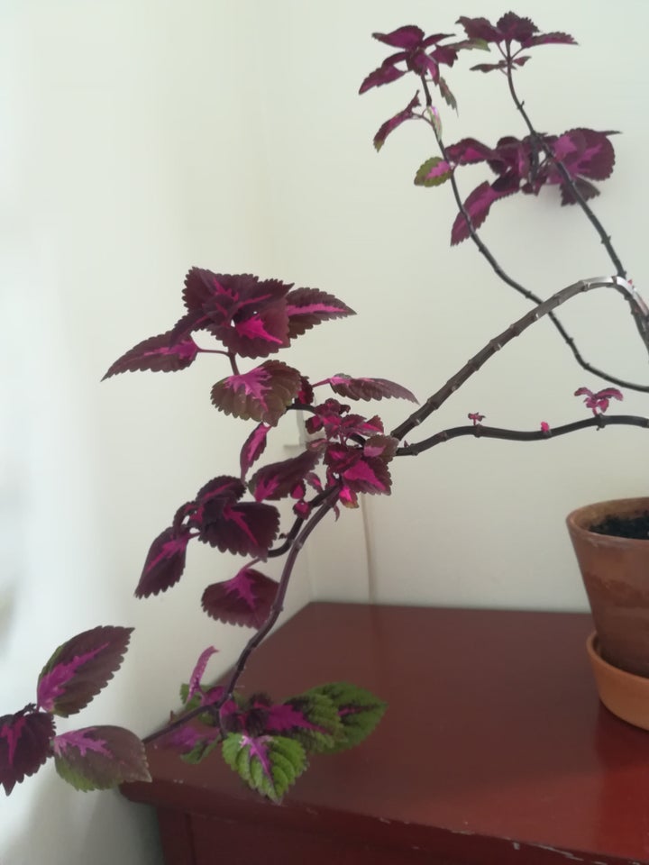 Coleus paletblad